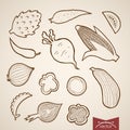 Engraving vintage hand drawn vector vegetable Penc