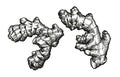 Engraving vintage vector black illustration of Ginger root. Element Isolated on a white background Royalty Free Stock Photo