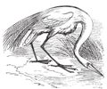 Engraving of a White Heron or egret Ardea egretta