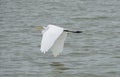 An Engret flying low over the water at Grapevine lake Tx.