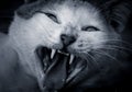 Engry cat Royalty Free Stock Photo