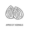 Enhance your designs with the visually appealing Apricot Kernels line vector Icon. A representation that captures the