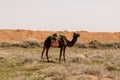 A Black Camel Near Buraydah, Saudi Arabia. Royalty Free Stock Photo