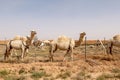 A Group of Camels Near Buraydah, Saudi Arabia. Royalty Free Stock Photo