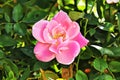 Enhanced Picture of Beautiful Flower Easy Elegance Pink Rose