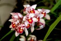 Enhanced Picture of Beautiful Orchid Cymbidium or Boat Orchid