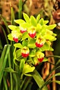 Enhanced Picture of Beautiful Orchid Cymbidium Green Opal