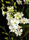 Enhanced Picture of Beautiful Orchid Dendrobium Snow White Memoria Princess Diana