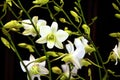 Enhanced Picture of Beautiful Orchid Dendrobium Snow White Memoria Princess Diana