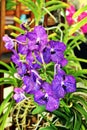 Enhanced Picture of Beautiful Orchid Vanda achara Delight