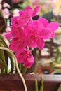 Enhanced Picture of Beautiful Orchid Vanda Fuchs Cherry Rose