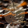Enhances the transparency of the leaf highlighting its lace like Royalty Free Stock Photo