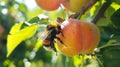 Enhancing Pollination in Fruit Gardens
