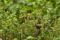 Enicognathus ferrugineus the Austral Parakeet Austral Conure or Emerald Parakeet