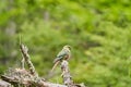 Enicognathus ferrugineus the Austral Parakeet Austral Conure or Emerald Parakeet