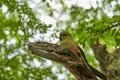 Enicognathus ferrugineus the Austral Parakeet Austral Conure or Emerald Parakeet