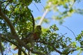 Enicognathus ferrugineus the Austral Parakeet Austral Conure or Emerald Parakeet