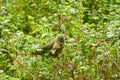 Enicognathus ferrugineus, the Austral Parakeet, Austral Conure or Emerald Parakeet.