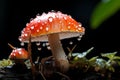 Enigmatic beauty of delicate fly agaric in sunlit forest glade resembling a magnificent artwork Royalty Free Stock Photo