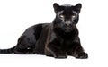 Enigmatic Beauty Panther on White Background
