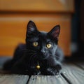Enigmatic black cat on the ground, piercing yellow eyes captivate viewers