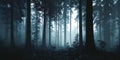 Enigmatic Forest Misty Woodscape Background Royalty Free Stock Photo