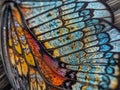 Enigmatic Patterns in Butterfly Wings