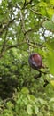 selective focus. Ripe blue violet plums in the plum orchard. Farming with light background. many ripe fruits in the plantation.