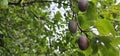 selective focus. Ripe blue violet plums in the plum orchard. Farming with light background. many ripe fruits in the plantation.