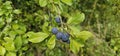 selective focus. Ripe blue violet plums in the plum orchard. Farming with light background. many ripe fruits in the plantation.