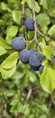 selective focus. Ripe blue violet plums in the plum orchard. Farming with light background. many ripe fruits in the plantation.