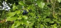 selective focus. Ripe blue violet plums in the plum orchard. Farming with light background. many ripe fruits. ripe plums