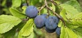 selective focus. Ripe blue violet plums in the plum orchard. Farming with light background. many ripe fruits. ripe plums