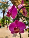 Pink Beautiful Phalaenopsis Orchid Flower From Kalimantan Indonesia