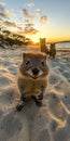 A charming quokka smiles at the camera on a sandy beach during sunset. Two other quokkas are in the background. Perfect