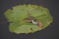 Lillypad on the Pond 2 Royalty Free Stock Photo