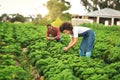 They enjoy the field work. a young farm couple working the fields. Royalty Free Stock Photo