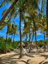 Hammocks under palm trees Royalty Free Stock Photo