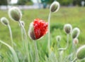 Enjoy the poppies blooming Royalty Free Stock Photo
