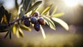 Italian Summer Delight, Ripe Olives on the Tree. Generative AI Royalty Free Stock Photo