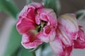 Enjoy Spring day. Happy Easter. Pink tulips isolated on white background. Flowers composition. Pink tulip flowers Royalty Free Stock Photo