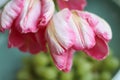 Enjoy Spring day. Happy Easter. Pink tulips isolated on white background. Flowers composition. Pink tulip flowers Royalty Free Stock Photo