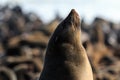 Enjoy the sun! Cape fur seal Royalty Free Stock Photo