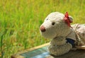 Enjoy sunlight beside the paddy field with ripe rice plants, a girl polar bear soft toy on wooden bench