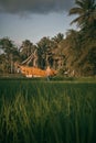 Enjoy the view of the people's rice fields planted with rice