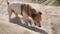 Enjoying active games outdoors small pet. Adorable digging sand funny busy dog Jack Russell terrier.