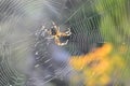 Spider on its web Royalty Free Stock Photo