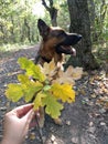 Enjoying autumn, perfect day with my dog Royalty Free Stock Photo