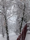 Winter wonderland, our snowy garden in Serbia, Fruska Gora Royalty Free Stock Photo