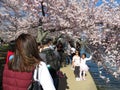 Enjoying the Cherry Blossoms on a Nice Day at the Tidal Basin Royalty Free Stock Photo